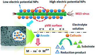 Graphical abstract: Design of the nanoarray pattern Fe–Ni bi-metal nanoparticles@M13 virus for the enhanced reduction of p-chloronitrobenzene through the micro-electrolysis effect