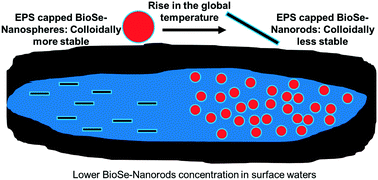 Graphical abstract: Shape change of biogenic elemental selenium nanomaterials from nanospheres to nanorods decreases their colloidal stability