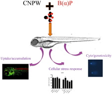 Graphical abstract: Adsorption of B(α)P on carbon nanopowder affects accumulation and toxicity in zebrafish (Danio rerio) embryos