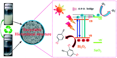 Graphical abstract: Efficient photodecomposition of 2,4-dichlorophenol on recyclable phase-mixed hierarchically structured Bi2O3 coupled with phosphate-bridged nano-SnO2