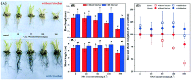 Graphical abstract: Efficiently reducing the plant growth inhibition of CuO NPs using rice husk-derived biochar: experimental demonstration and mechanism investigation