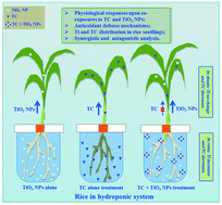 Graphical abstract: Effects of titanium oxide nanoparticles on tetracycline accumulation and toxicity in Oryza sativa (L.)