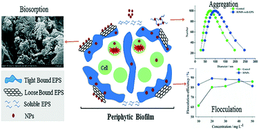 Graphical abstract: Distinguishing the roles of different extracellular polymeric substance fractions of a periphytic biofilm in defending against Fe2O3 nanoparticle toxicity