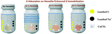Graphical abstract: Cementitious materials modified with hematite nanoparticles for enhanced cement hydration and uranium immobilization