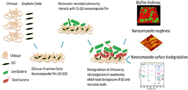 Graphical abstract: Biodegradation of graphene oxide-polymer nanocomposite films in wastewater