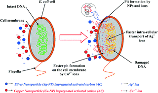 Graphical abstract: Synergistic antibacterial activity of a combination of silver and copper nanoparticle impregnated activated carbon for water disinfection