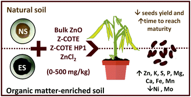 Graphical abstract: Nutritional quality of bean seeds harvested from plants grown in different soils amended with coated and uncoated zinc oxide nanomaterials