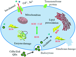 Graphical abstract: Comprehensive evaluation of the cytotoxicity of CdSe/ZnS quantum dots in Phanerochaete chrysosporium by cellular uptake and oxidative stress