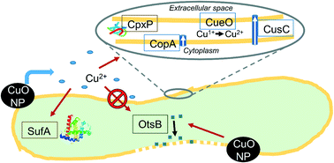 Graphical abstract: Time-dependent bacterial transcriptional response to CuO nanoparticles differs from that of Cu2+ and provides insights into CuO nanoparticle toxicity mechanisms