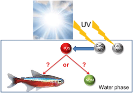 Graphical abstract: UV-induced toxicity of cerium oxide nanoparticles (CeO2 NPs) and the protective properties of natural organic matter (NOM) from the Rio Negro Amazon River