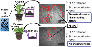 Graphical abstract: Foliar surface free energy affects platinum nanoparticle adhesion, uptake, and translocation from leaves to roots in arugula and escarole