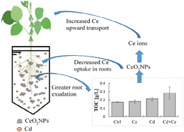 Graphical abstract: Mutual effects and in planta accumulation of co-existing cerium oxide nanoparticles and cadmium in hydroponically grown soybean (Glycine max (L.) Merr.)