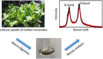 Graphical abstract: Development and application of a digestion-Raman analysis approach for studying multiwall carbon nanotube uptake in lettuce