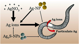Graphical abstract: Ageing, dissolution and biogenic formation of nanoparticles: how do these factors affect the uptake kinetics of silver nanoparticles in earthworms?