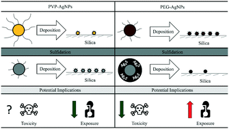 Graphical abstract: Ligand-dependent Ag2S formation: changes in deposition of silver nanoparticles with sulfidation
