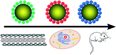 Graphical abstract: Research highlights: investigating the role of nanoparticle surface charge in nano–bio interactions