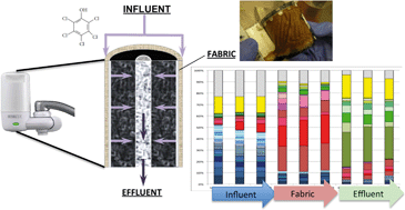 Graphical abstract: The microbial colonization of activated carbon block point-of-use (PoU) filters with and without chlorinated phenol disinfection by-products