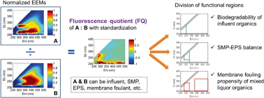 Graphical abstract: Fluorescence quotient of excitation–emission matrices as a potential indicator of organic matter behavior in membrane bioreactors