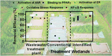 Graphical abstract: Application of cell-based bioassays to evaluate treatment efficacy of conventional and intensified treatment wetlands