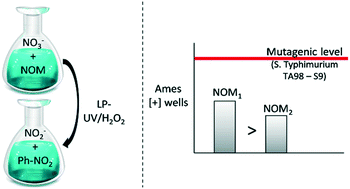 Graphical abstract: Potential formation of mutagenicity by low pressure-UV/H2O2 during the treatment of nitrate-rich source waters
