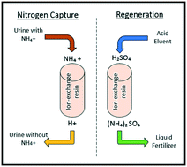 Graphical abstract: Effects of operating and design parameters on ion exchange columns for nutrient recovery from urine