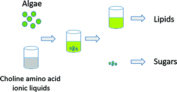 Graphical abstract: Low cost ionic liquid–water mixtures for effective extraction of carbohydrate and lipid from algae