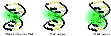 Graphical abstract: Fluorescent excimers and exciplexes of the purine base derivative 8-phenylethynyl-guanine in DNA hairpins