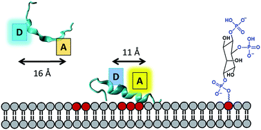 Graphical abstract: Optically sensing phospholipid induced coil–helix transitions in the phosphoinositide-binding motif of gelsolin