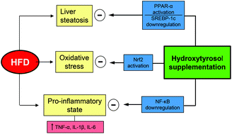 Graphical abstract: Molecular adaptations underlying the beneficial effects of hydroxytyrosol in the pathogenic alterations induced by a high-fat diet in mouse liver: PPAR-α and Nrf2 activation, and NF-κB down-regulation