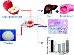 Graphical abstract: Beneficial effects of apple peel polyphenols on vascular endothelial dysfunction and liver injury in high choline-fed mice