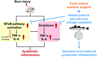 Graphical abstract: Effects of early enteral nutrition supplemented with collagen peptides on post-burn inflammatory responses in a mouse model
