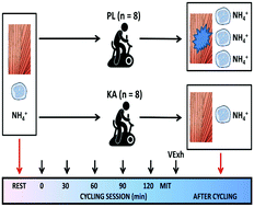 Graphical abstract: Keto analogues and amino acids supplementation induces a decrease of white blood cell counts and a reduction of muscle damage during intense exercise under thermoneutral conditions