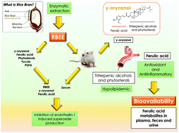 Graphical abstract: Bioavailability of the ferulic acid-derived phenolic compounds of a rice bran enzymatic extract and their activity against superoxide production