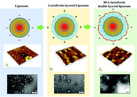 Graphical abstract: Physical–chemical stability and in vitro digestibility of hybrid nanoparticles based on the layer-by-layer assembly of lactoferrin and BSA on liposomes