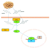 Graphical abstract: Soybean isoflavones ameliorate ischemic cardiomyopathy by activating Nrf2-mediated antioxidant responses