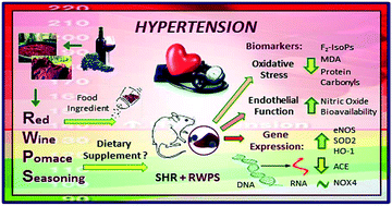 Graphical abstract: Antihypertensive and antioxidant effects of supplementation with red wine pomace in spontaneously hypertensive rats