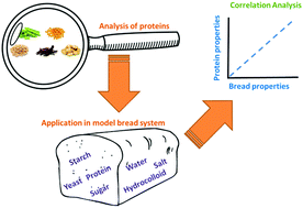 Graphical abstract: Correlation analysis of protein quality characteristics with gluten-free bread properties