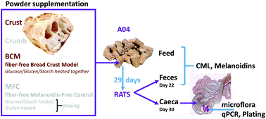 Graphical abstract: Fecal excretion of Maillard reaction products and the gut microbiota composition of rats fed with bread crust or bread crumb