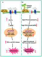 Graphical abstract: A high concentration of fatty acids induces TNF-α as well as NO release mediated by the P2X4 receptor, and the protective effects of puerarin in RAW264.7 cells