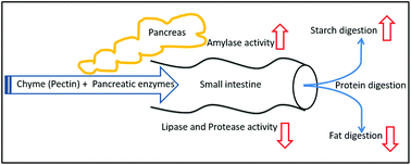 Graphical abstract: Dietary pectin and mango pulp effects on small intestinal enzyme activity levels and macronutrient digestion in grower pigs