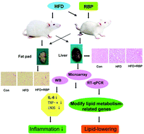 Graphical abstract: Anti-hyperlipidemic effect of rice bran polysaccharide and its potential mechanism in high-fat diet mice