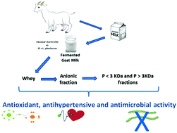 Graphical abstract: Antioxidant, ACE-inhibitory and antimicrobial activity of fermented goat milk: activity and physicochemical property relationship of the peptide components