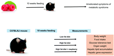 Graphical abstract: Consumption of a single serving of red raspberries per day reduces metabolic syndrome parameters in high-fat fed mice