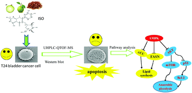Graphical abstract: Apoptosis triggered by isoquercitrin in bladder cancer cells by activating the AMPK-activated protein kinase pathway