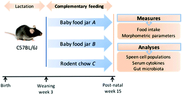 Graphical abstract: Mice gut microbiota programming by using the infant food profile. The effect on growth, gut microbiota and the immune system