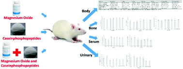 Graphical abstract: The effect of dietary magnesium and caseinphosphopeptides on bone metabolism in rats