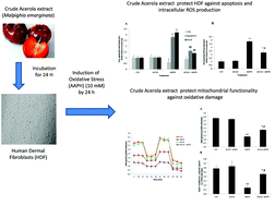 Graphical abstract: The protective effect of acerola (Malpighia emarginata) against oxidative damage in human dermal fibroblasts through the improvement of antioxidant enzyme activity and mitochondrial functionality