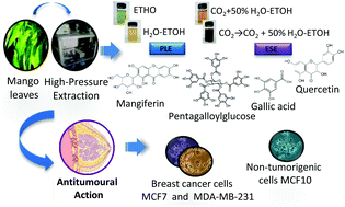 Graphical abstract: Selective antitumoural action of pressurized mango leaf extracts against minimally and highly invasive breast cancer