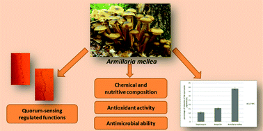 Graphical abstract: Chemical, nutritive composition and a wide range of bioactive properties of honey mushroom Armillaria mellea (Vahl: Fr.) Kummer
