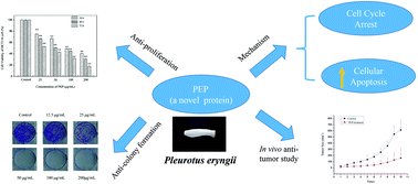 Graphical abstract: In vitro and in vivo inhibitory effects of a Pleurotus eryngii protein on colon cancer cells